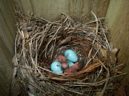 Pied flycatcher chicks in nest