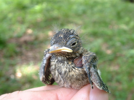 Pied flycatcher chick