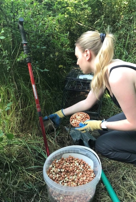 Peanuts for badgers