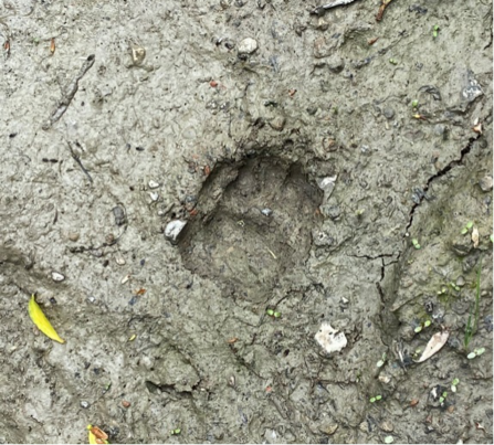 Badger footprint