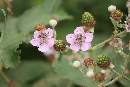 Blackberry flowers