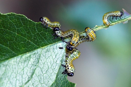 Rose sawfly larvae