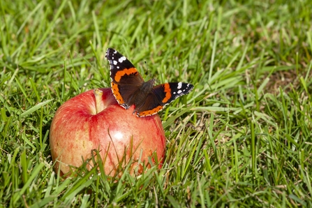 Red admiral