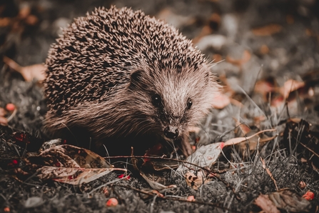 Hedgehog in woodland