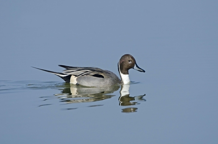 A drake pintail swimming across a glassy lake, leaving ripples in its wake