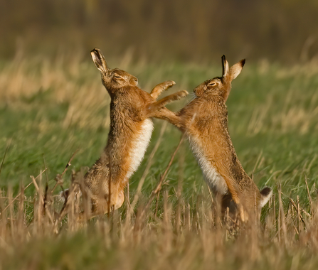 Boxing Brown Hares (C) Russell Savory