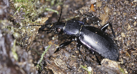 A violet ground beetle, identified by the purple sheen to its smoothly dimpled elytra