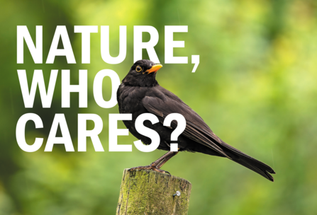 Blackbird with text 'Nature, Who Cares?'