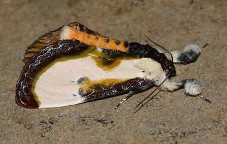 white, black, and orange moth