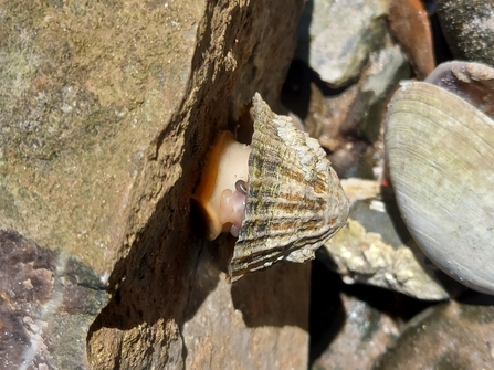 mushroom limpet suctioned to a rock