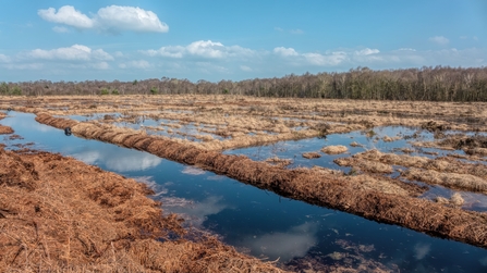 Fenn’s, Whixall & Bettisfield Mosses 