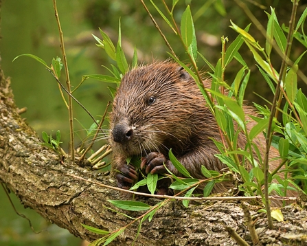 Eurasian beaver chewing branch