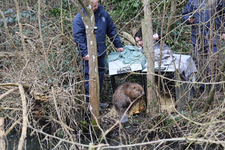 beaver infront of crate near water