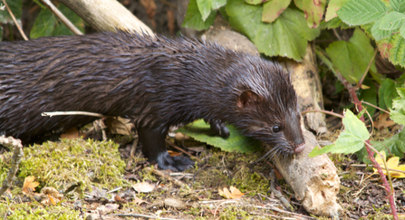 freshwater mammals