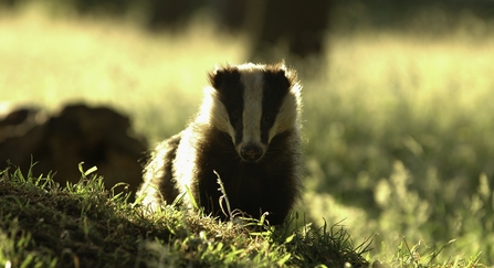 Badger