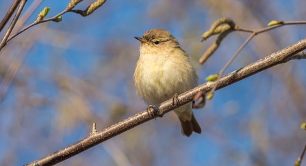 Chiff chaff