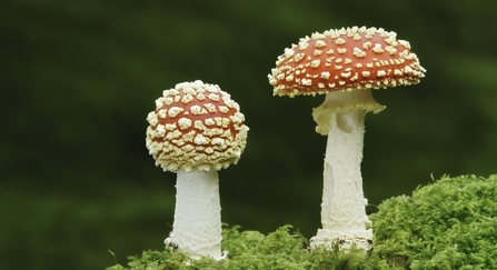 Fly agaric