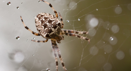 Garden orb spider