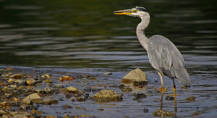 Grey Heron