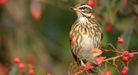 Redwing