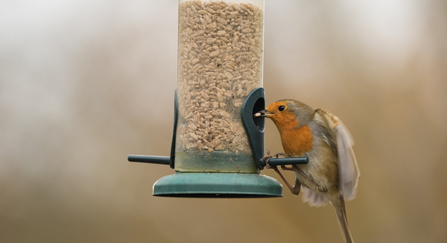 Robin on feeder