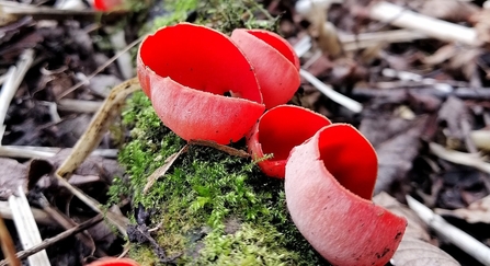 Scarlet elf cup