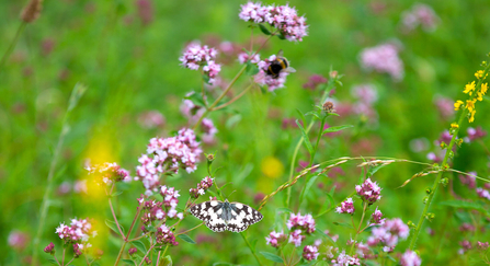 Meadow