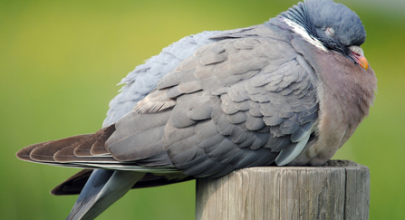 Wood pigeon