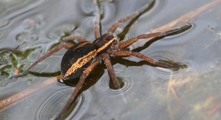 Raft Spider 