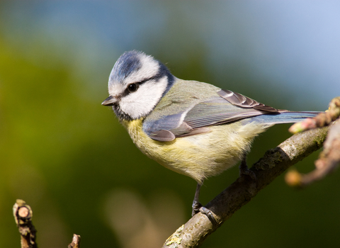 Blue tit