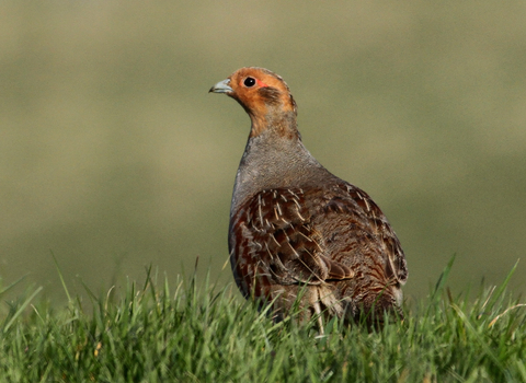 Grey partridge