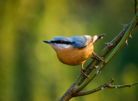 Nuthatch