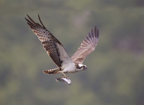 Osprey