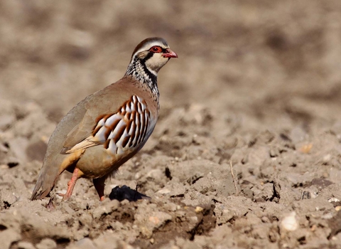 Red-legged partridge standing on a field of bare soil