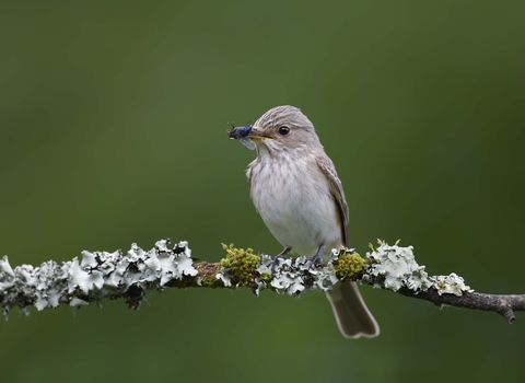 Spotted flycatcher