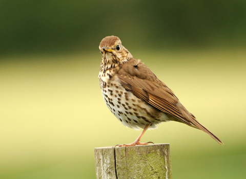 Song thrush