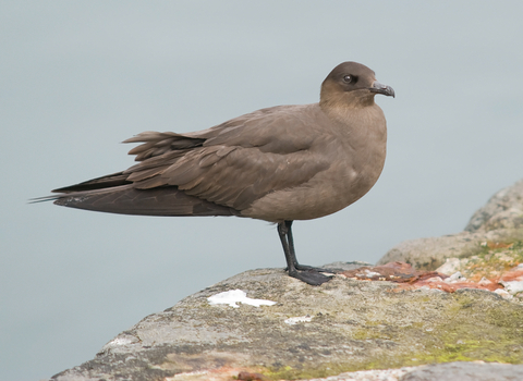 Arctic Skua