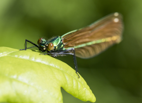 Beautiful Demoiselle female