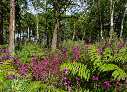 Bracken