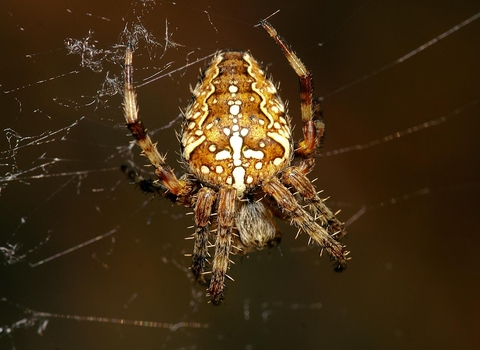 Garden Spider