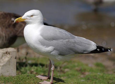 Herring Gull