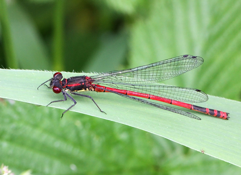 Large Red Damselfly