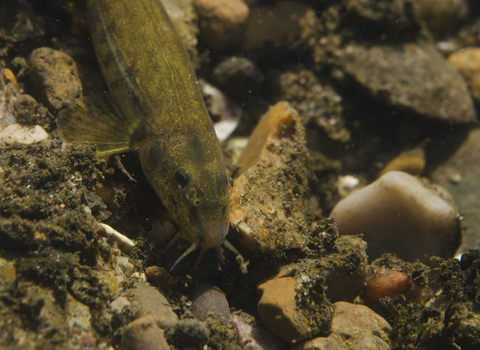 Stone Loach