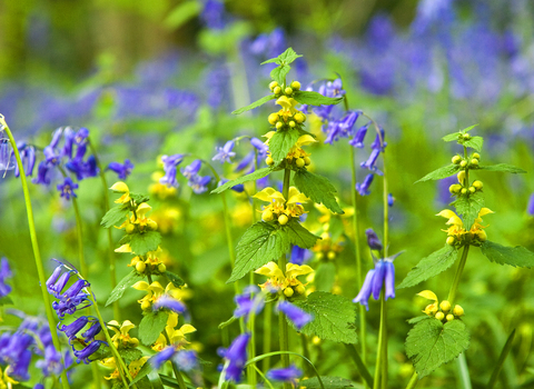 Yellow Archangel