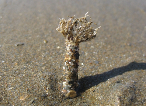 Sand mason worm