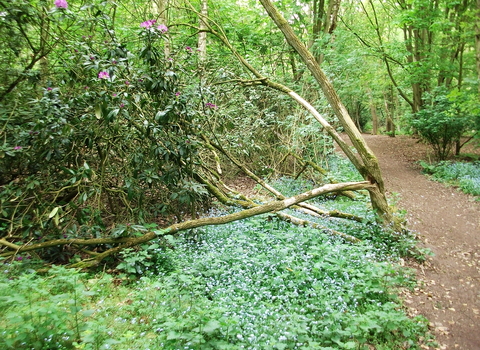 Quarry Wood