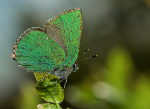 Green hairstreak butterfly