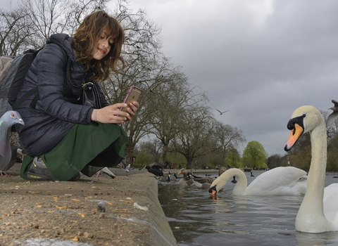 Photo mute swan phone