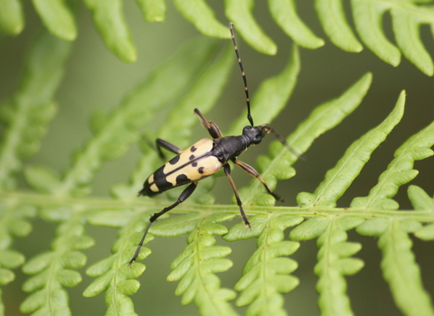 A black-and-yellow longhorn beetle clambering over a leaf