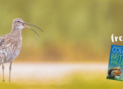 Curlew bird next to Collins nature book